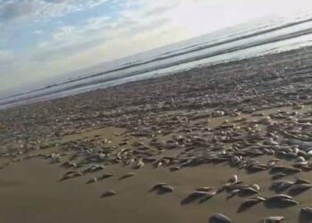 Aparece gran cantidad de peces muertos en playa Bellavista