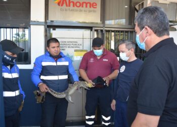 Captura y entrega de un caimán a la PROFEPA
