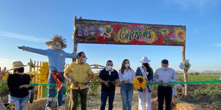 Campo de Girasoles 2021 en Mocorito es inaugurado