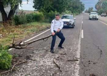 Agentes de Tránsito forman brigada para retiro de árboles y más apoyos tras las lluvias